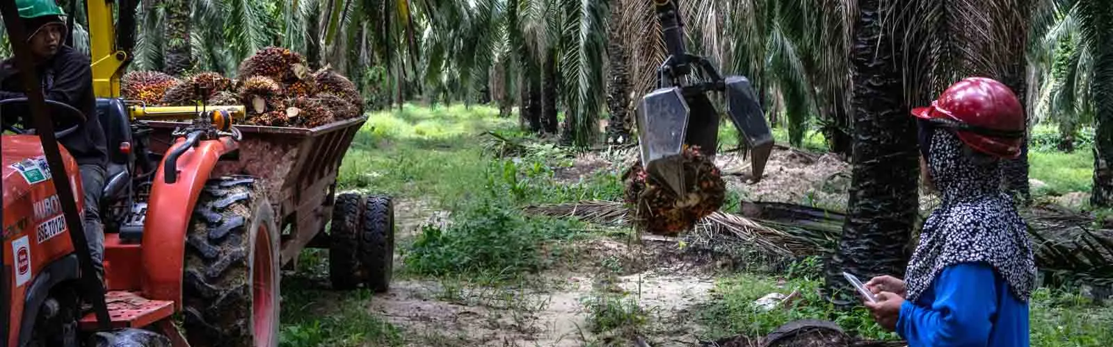 Exploring the Benefits of Tractor Use in Ghana's Palm Oil Industry